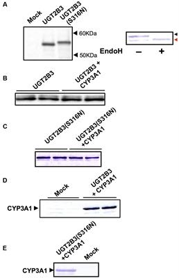 Introduction of an N-Glycosylation Site into UDP-Glucuronosyltransferase 2B3 Alters Its Sensitivity to Cytochrome P450 3A1-Dependent Modulation